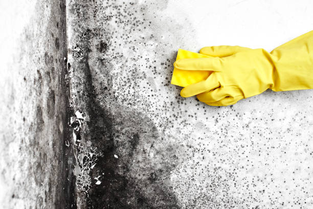 Best Airborne Mold Testing  in Covington, OH